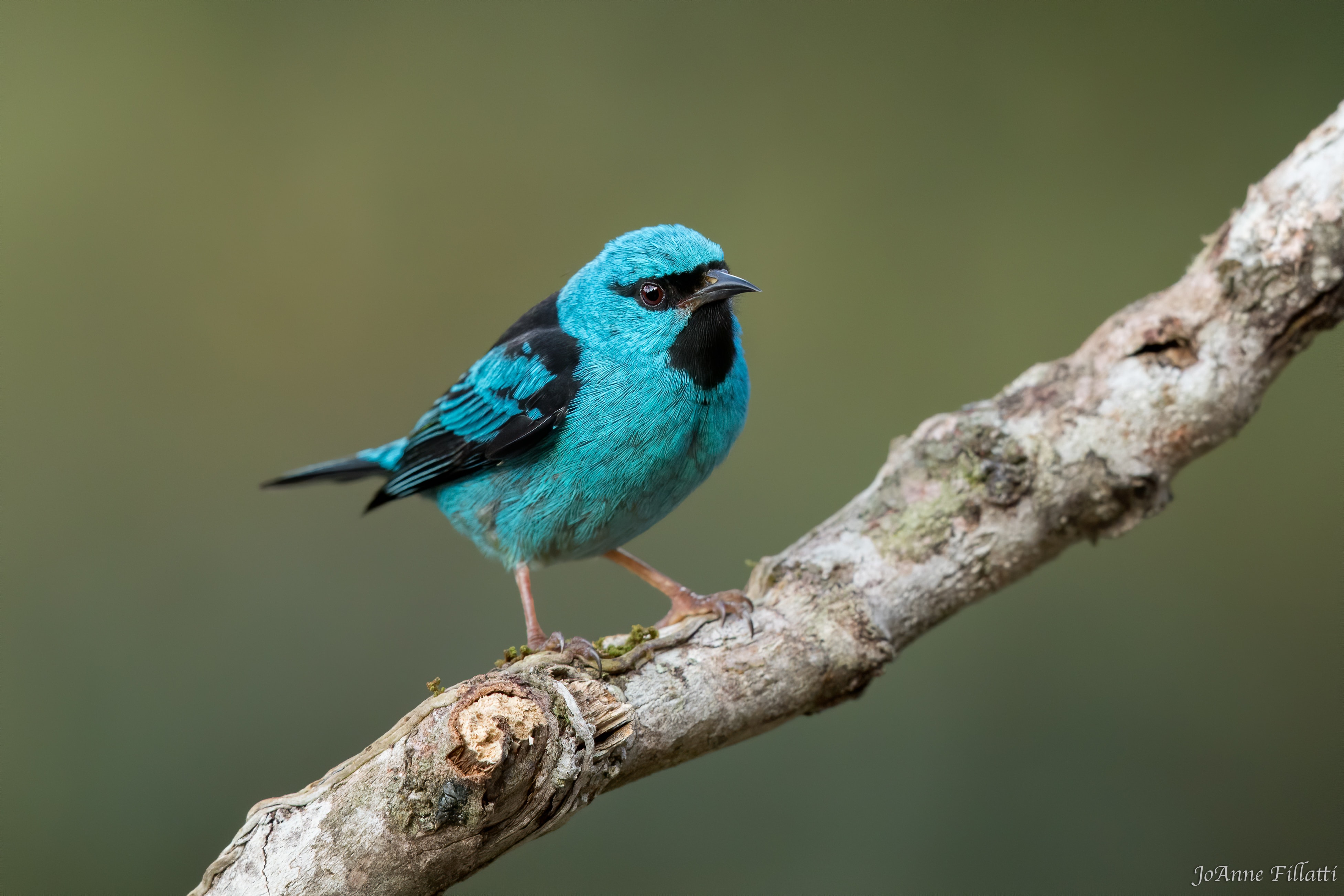 bird of brazil image 18